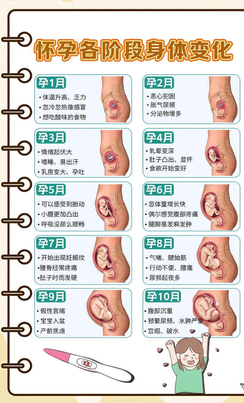 揭秘供卵代孕妈妈怀孕小腹分两节，孕期变化的奥秘辽阳代生机构: